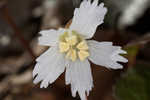 Oconee bells